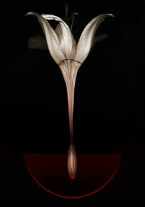 Lirio sangrante, 2013 (fotografía)