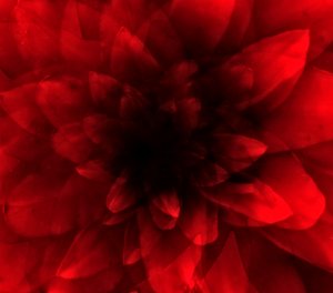 Flower red shade, 2016 (impresión de arte digital) de Johan Lilja