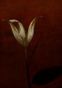 Lily, 2015 (arte fotográfico digital) de Johan Lilja