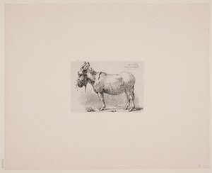Danés: Un burro plagado de moscas