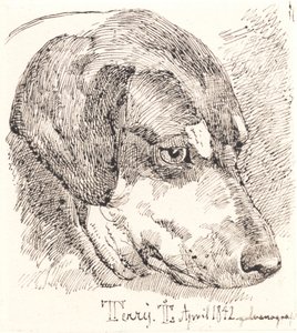 Danés: Cabeza de perro, Terry