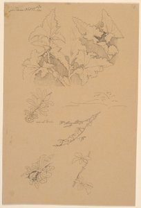 Estudios de hojas y flores