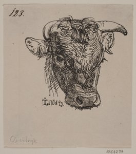 Cabeza de un joven toro