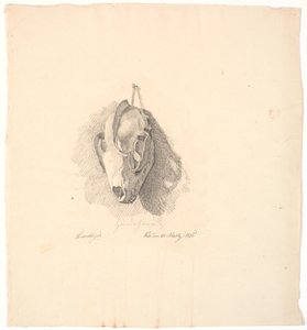 Cráneo de perro de Johan Thomas Lundbye
