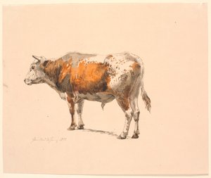 Toro rojo y blanco de pie, mirando a la izquierda, visto desde atrás de Johan Thomas Lundbye