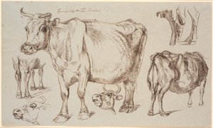 Hoja de estudio de Vognserup. Diferentes estudios de una vaca