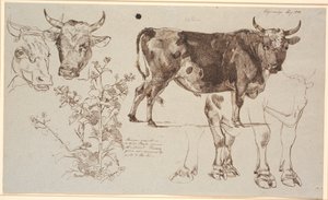 Hoja de estudio de Vognserup. A la izquierda, dos cabezas de vaca, debajo una acedera. Desde el centro hacia la derecha, un toro de pie, debajo estudios de sus patas de Johan Thomas Lundbye