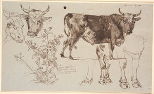 Hoja de estudio de Vognserup. A la izquierda, dos cabezas de vaca, debajo una acedera. Desde el centro hacia la derecha, un toro de pie, debajo estudios de sus patas de Johan Thomas Lundbye