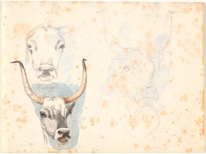 Tres estudios de la cabeza de un buey romano de Johan Thomas Lundbye