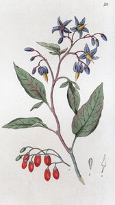 Solanum dulcamara