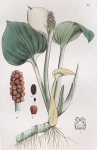Arum de pantano Calla palustris, 1804-1811 de Johan Wilhelm Palmstruch