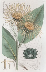 Inula helenium, 1804-1811 de Johan Wilhelm Palmstruch