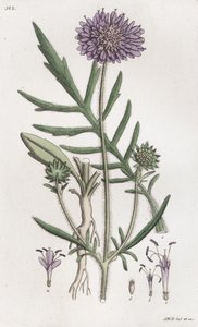 Escabiosa de campo Knautia arvensis de Johan Wilhelm Palmstruch
