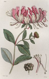 Madreselva Lonicera periclymenum de Johan Wilhelm Palmstruch