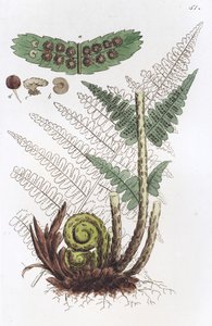 Helecho macho Dryopteris filix-mas, 1804-1811 de Johan Wilhelm Palmstruch