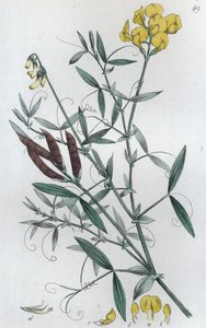 Lathyrus pratensis, 1804-1811 de Johan Wilhelm Palmstruch