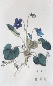 Violeta dulce Viola odorata, 1804-1811 de Johan Wilhelm Palmstruch