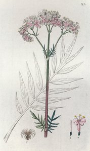 Valeriana Valeriana officinalis de Johan Wilhelm Palmstruch