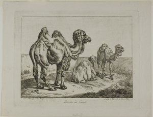 Dromedario y camello