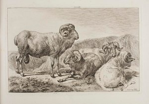 Carneros merinos de Johann Adam Klein