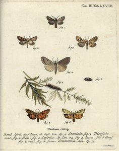 Polilla de cuerno, Lygephila lusoria y pie emplumado de Johann Carl Bock