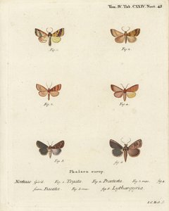 Sallow barrado, Tileacea aurago 1-4, y polilla de arcilla, Mythimna ferrago 5,6. Grabado en cobre a mano coloreado por Johann Carl Bock después de Die Schmetterlinge en Abbildungen nach der Natur de Eugenius Johann Christoph Esper, Erlangen de Johann Carl Bock