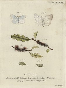 Polilla V negra, Arctornis l-nigrum de Johann Carl Bock