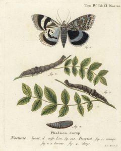 Polilla de ala azul o Clifden nonpareil, Catocala fraxini. Grabado en cobre coloreado a mano por Johann Carl Bock después de Die Schmetterlinge in Abbildungen nach der Natur de Eugenius Johann Christoph Esper, Erlangen de Johann Carl Bock