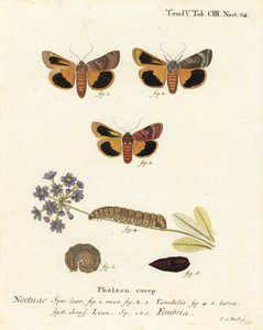 Polilla amarilla de borde ancho, Noctua fimbriata. Grabado en cobre coloreado a mano por Johann Carl Bock después de Die Schmetterlinge in Abbildungen nach der Natur de Eugenius Johann Christoph Esper, Erlangen de Johann Carl Bock