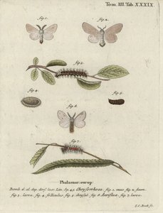 Polilla de cola marrón, Euproctis chrysorrhoea de Johann Carl Bock