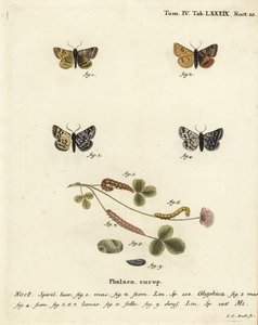 Polilla compañera de Burnet, Euclidia glyphica 1,2, y la polilla Madre Shipton, Euclidia mi, 3-9. Grabado en cobre coloreado a mano por Johann Carl Bock después de Die Schmetterlinge in Abbildungen nach der Natur de Eugenius Johann Christoph Esper, Erlange de Johann Carl Bock