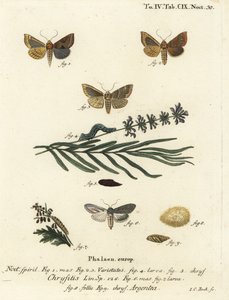 Polilla de latón bruñido, Diachrysia chrysitis 1-5, y tiburón verde con manchas plateadas, Cucullia argentea 6-9. Grabado en cobre a mano coloreado por Johann Carl Bock después de Die Schmetterlinge en Abbildungen nach der Natur de Eugenius Johann Christop de Johann Carl Bock