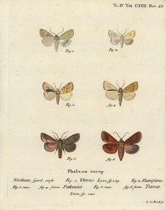 Burren verde, Calamia tridens 1, sauce, Xanthia icteritia 2, sauce rayado, Enargia paleacea 3,4, y doble línea, Mythimna turca 5,6. Grabado en cobre a mano coloreado por Johann Carl Bock después de Die Schmetterlinge de Eugenius Johann Christoph Esper de Johann Carl Bock