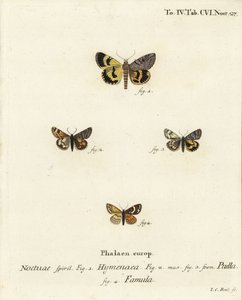 Catocala hymenaea, Amerila puella y Isturgia famula. Grabado en cobre coloreado a mano de Johann Carl Bock después del libro Die Schmetterlinge in Abbildungen nach der Natur de Eugenius Johann Christoph Esper de Johann Carl Bock