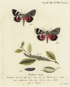 Polilla Catocala pacta. Grabado en cobre coloreado a mano por Johann Carl Bock después de Die Schmetterlinge in Abbildungen nach der Natur de Eugenius Johann Christoph Esper, Erlangen de Johann Carl Bock