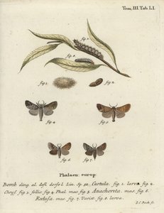 Polillas de punta de chocolate de Johann Carl Bock