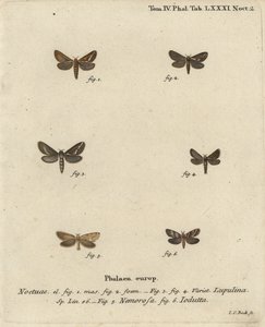 Korscheltellus lupulina, Phymatopus hecta y Pharmacis carna. Grabado en cobre coloreado a mano de Johann Carl Bock después del libro Die Schmetterlinge in Abbildungen nach der Natur de Eugenius Johann Christoph Esper de Johann Carl Bock