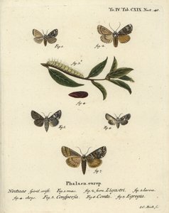 Polilla de la corona, Craniophora ligustri 1-4, corona jaspeada, Hadena confusa 5, corona variada, Hadena compta 6, y arcos verdes, Anaplectoides prasina 7. Grabado en cobre a mano coloreado por Johann Carl Bock después de Die Schmetterlinge de Eugenius Jo de Johann Carl Bock