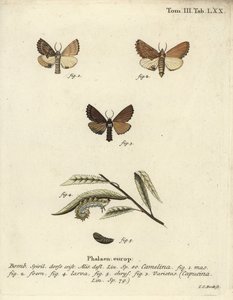 Prominente Coxcomb, Ptilodon capucinus de Johann Carl Bock