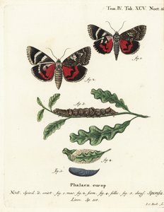 Alas rojas oscuras, Catocala sponsa. Grabado en cobre a mano coloreado por Johann Carl Bock después de Die Schmetterlinge en Abbildungen nach der Natur de Eugenius Johann Christoph Esper de Johann Carl Bock