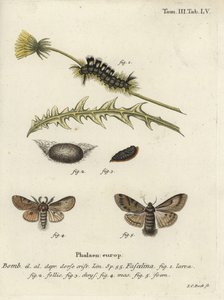 Polilla oscura, Dicallomera fascelina de Johann Carl Bock