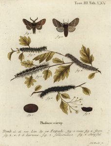 Polilla de diciembre, Poecilocampa populi de Johann Carl Bock