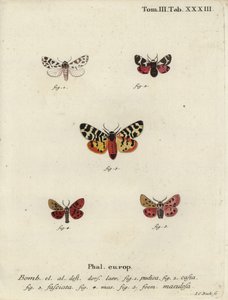 Polillas discreta y tigre de Johann Carl Bock