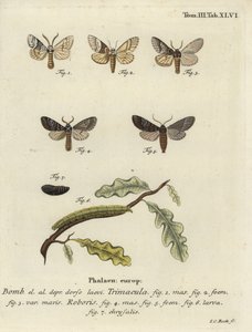 Polilla Drymonia dodonaea de Johann Carl Bock