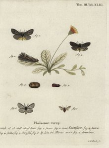 Polillas Epatolmis caesarea y Penthophera morio de Johann Carl Bock