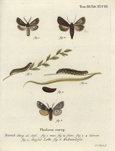 Polillas góticas emplumadas y Rannoch de Johann Carl Bock