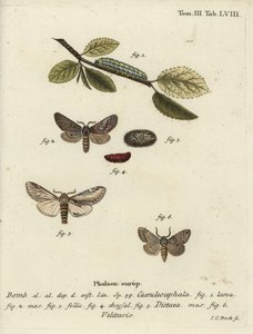 Figura de ocho, golondrina prominente y polilla Drymonia velitaris de Johann Carl Bock