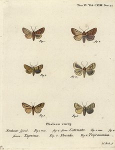 Castaño con volantes, Agrochola helvola 1,2, castaño punteado, Conistra rubiginea 3,4, ojo brillante de línea marrón, Mythimna conigera 5, y líneas triples, Charanyca trigrammica 6. Grabado en cobre a mano coloreado por Johann Carl Bock después de Die Schm de Johann Carl Bock