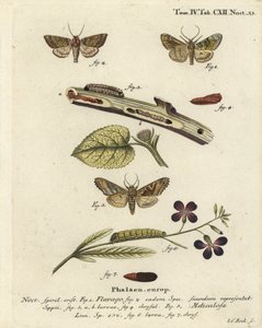 Polilla naranja escarchada, Gortyna flavago 1,2, y tonos angulares, Phlogophora meticulosa 3-7. Grabado en cobre a mano coloreado por Johann Carl Bock después de Die Schmetterlinge de Eugenius Johann Christoph Esper de Johann Carl Bock