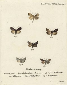 Dardo de jardín, Euxoa nigricans 1-3, Hadena filograna 4, brocado de antirrhinum, Calophasia platyptera 5, Simyra nervosa 6. Grabado en cobre a mano coloreado por Johann Carl Bock después de Die Schmetterlinge en Abbildungen nach der Natur de Eugenius Joha de Johann Carl Bock